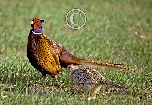 Cock and Hen Pheasant DM0530